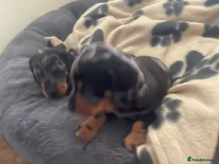 Dachshund dogs Dashshunds - Advert 5