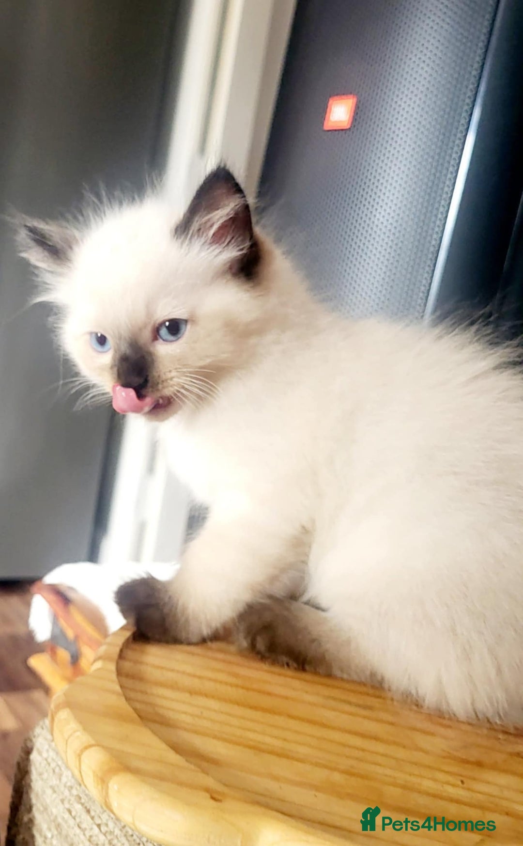 Ragdoll cats for sale: Gorgeous Ragdoll Kittens in Wednesbury - Image 14