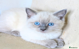 Ragdoll cats for sale: British Ragdoll kittens - Image 20