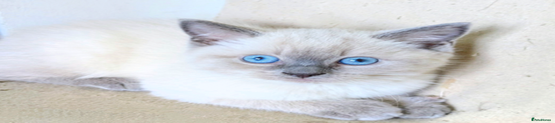 Ragdoll Kitten 6