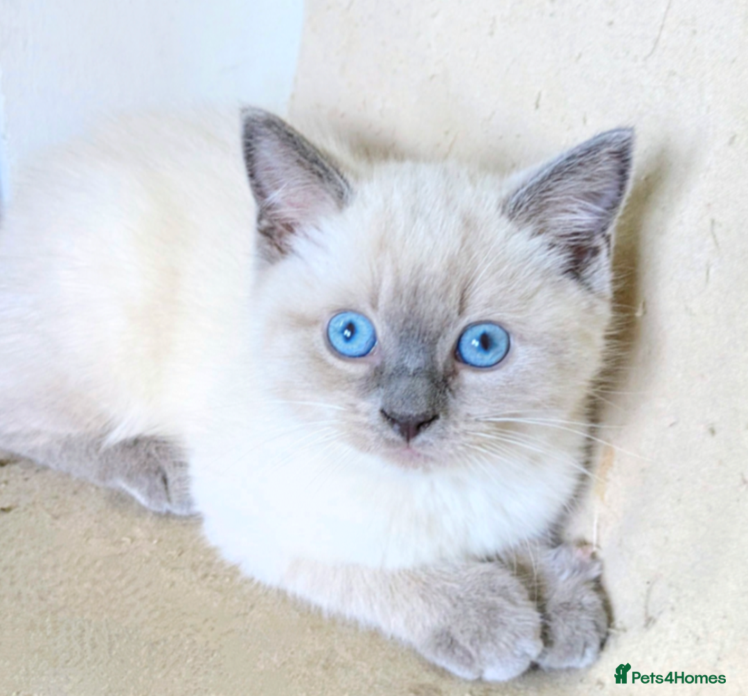 Ragdoll cats for sale: British Ragdoll kittens - Image 20