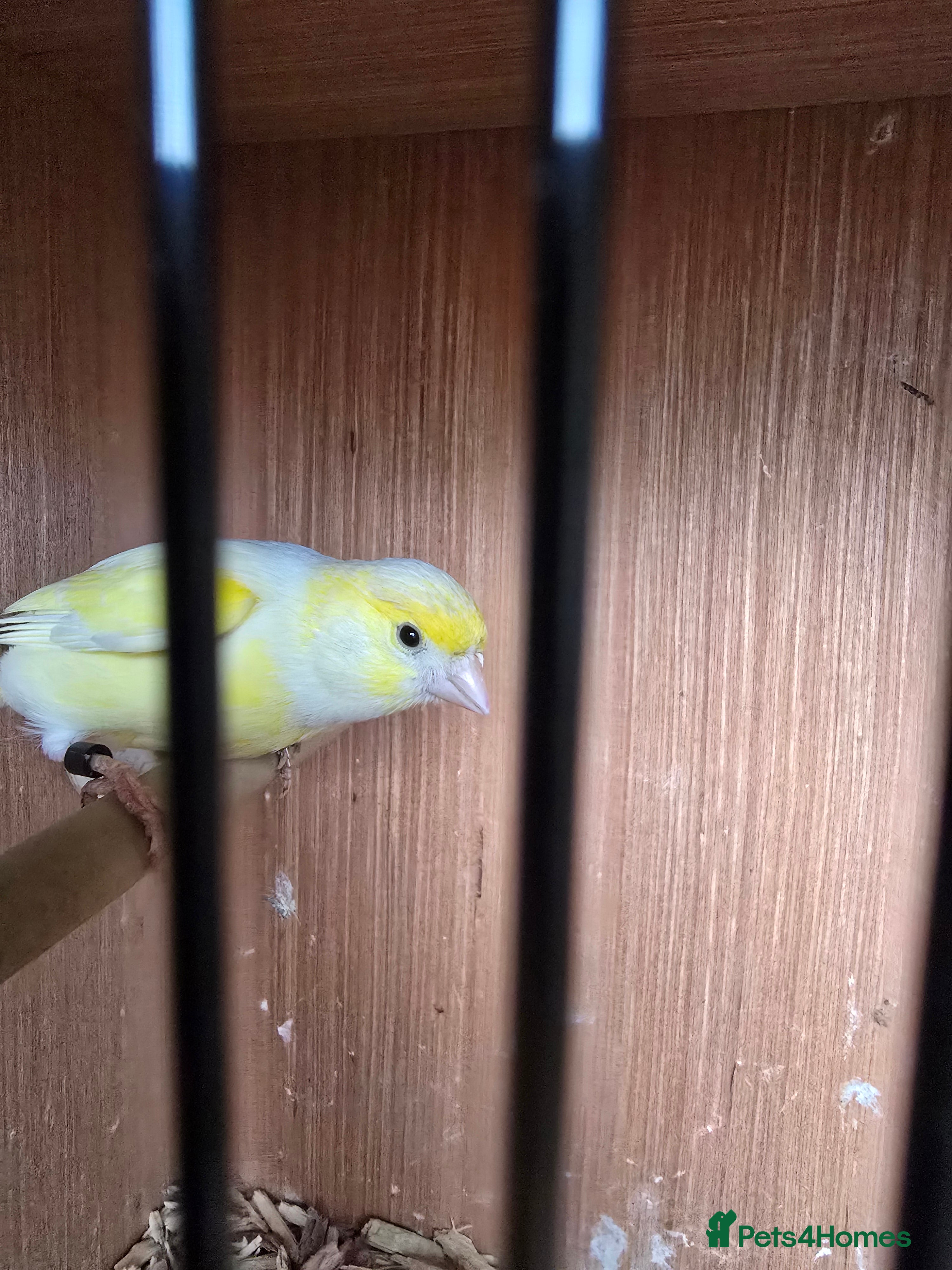 Canaries birds Canaries for sale  - Advert 7