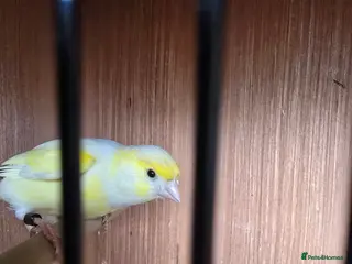 Canaries birds Canaries for sale - Advert 1