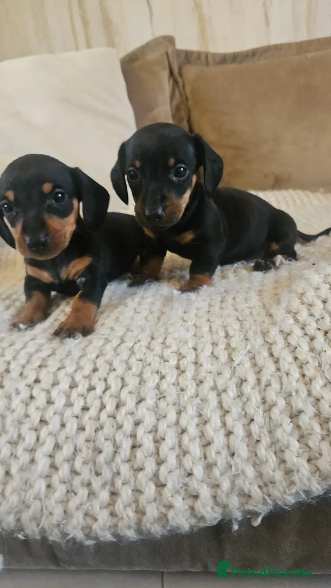 Dachshund dogs for sale: Miniature Dachshund puppies - Advert 9