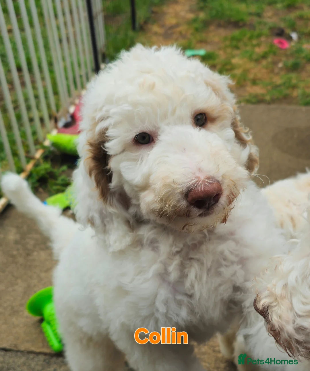 Labradoodle dogs for sale: NOW £1000!! standard multi-gen labradoodles  - Advert 1