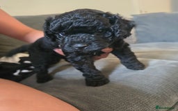 Cavapoo dogs for sale: Cavapoo puppies  - Image 14