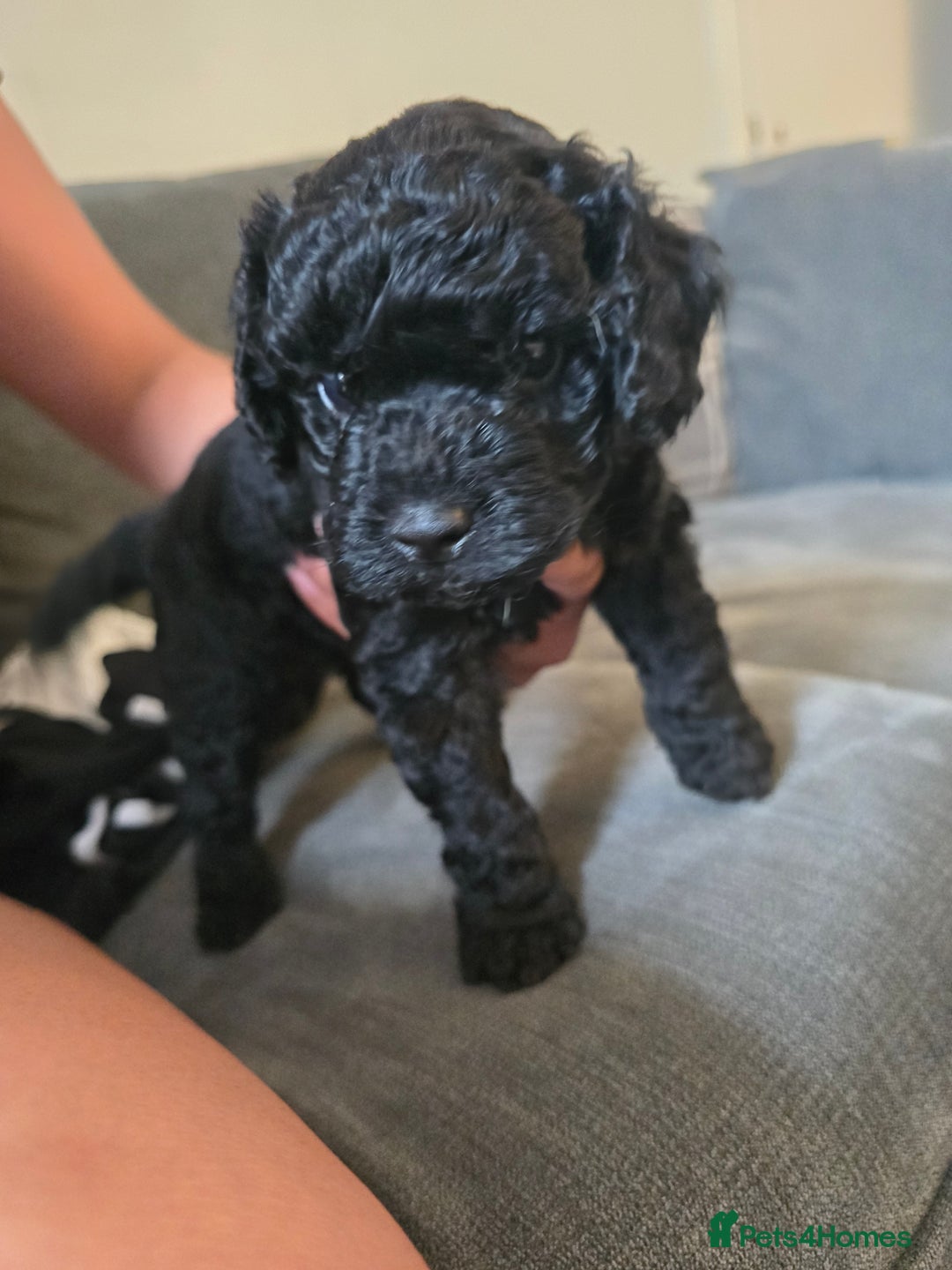 Cavapoo dogs for sale: Cavapoo puppies  - Image 14