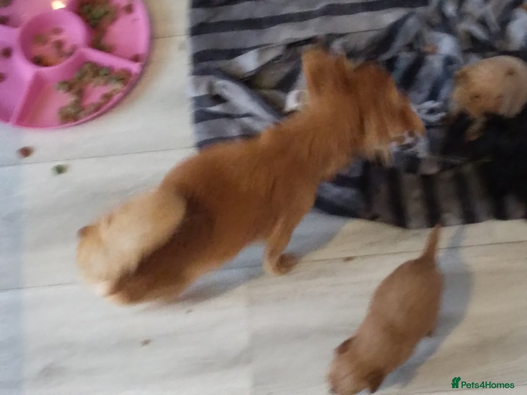 Mixed Breed dogs for sale: Beautiful  - Image 9