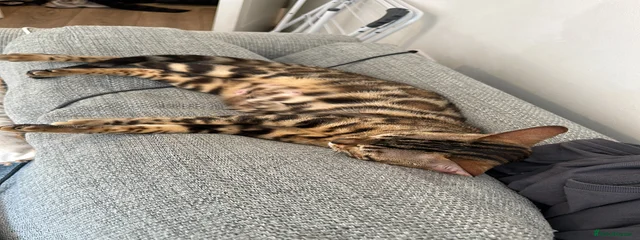 Nala