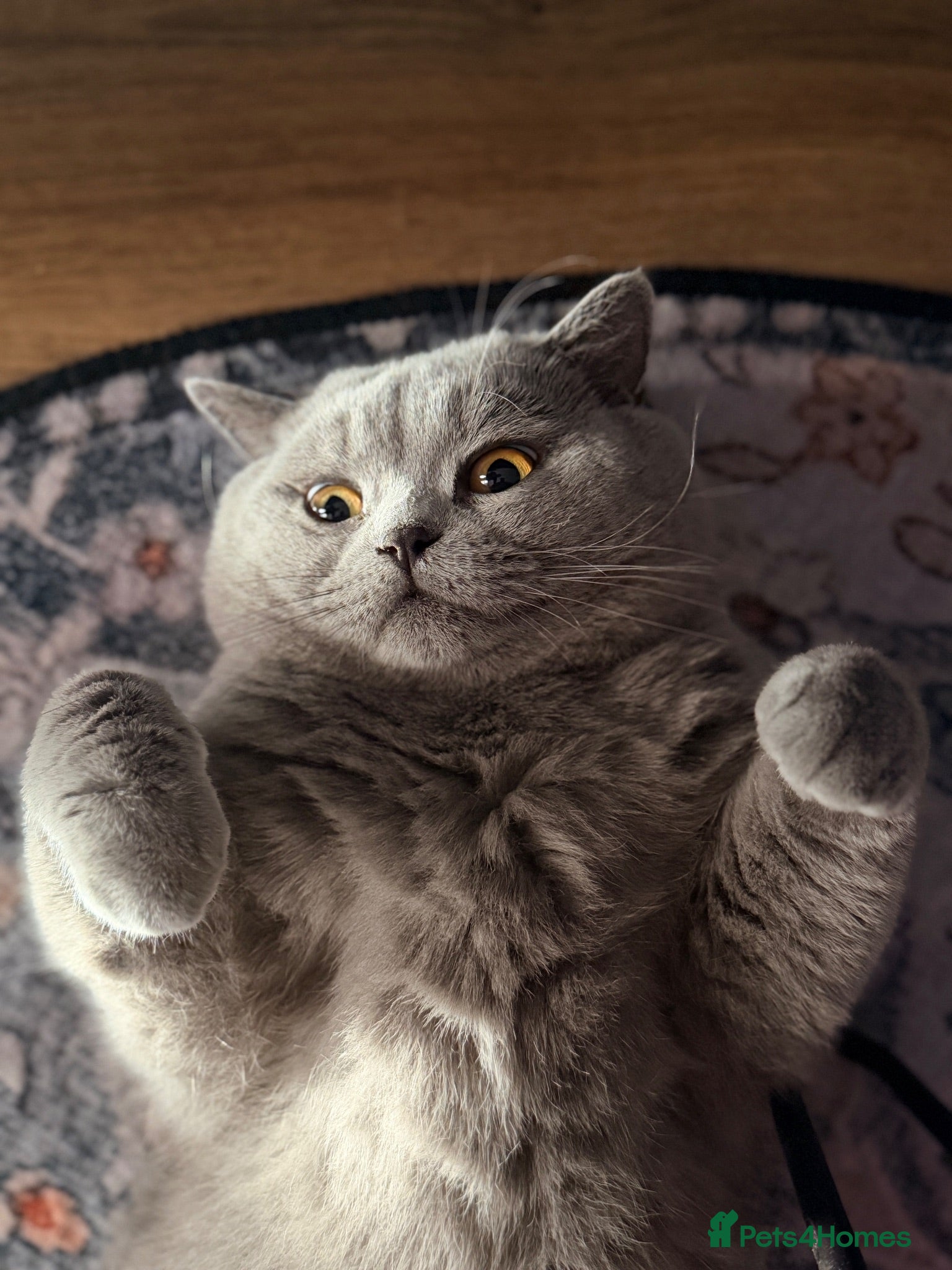 British Shorthair cats ✨ BSH Blue Carrier of Cinnamon and Fawn 🐾👑 - Advert 7