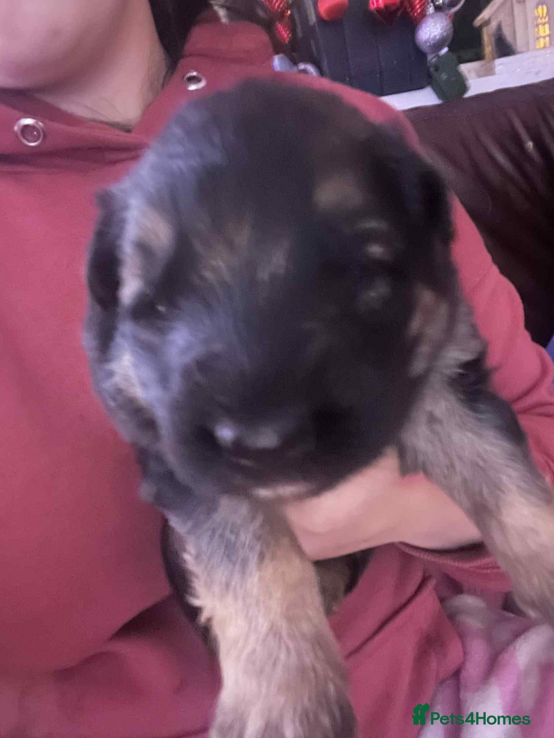 German Shepherd dogs for sale: German Shepherd puppies - Advert 2