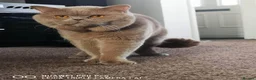 British Shorthair cats for sale: 🐾 Beautiful British Shorthair Kittens 🐾 - Advert 26