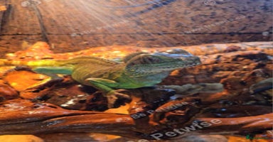 Lizard reptiles - Advert 5