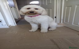 Labradoodle dogs for sale: Multigenrational labradoodle  - Image 15