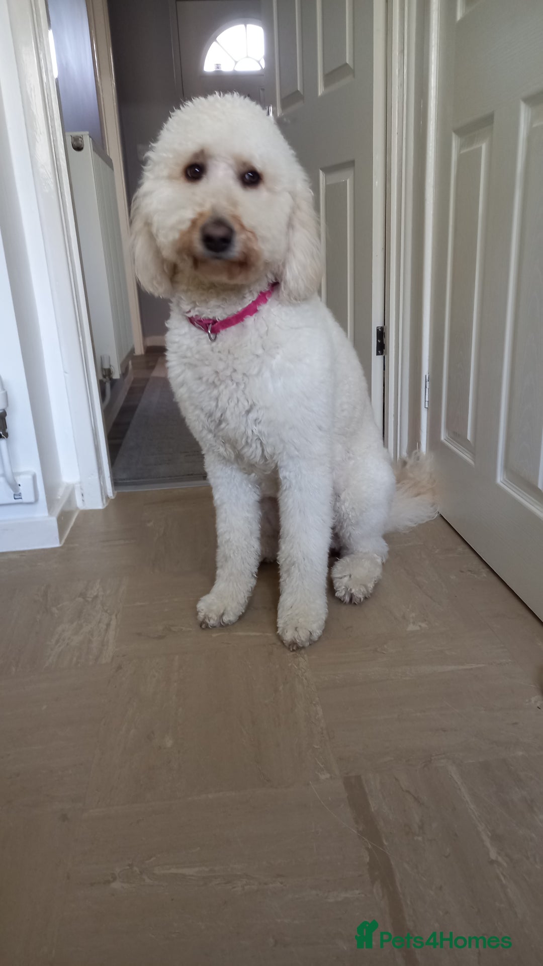 Labradoodle dogs for sale: Multigenrational labradoodle  - Image 15
