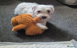 Mixed Breed dogs for sale: Female westiepoo  - Image 1