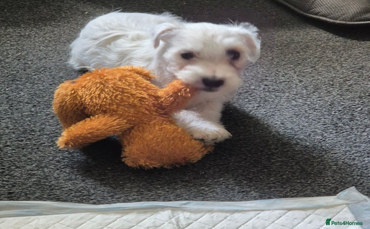 Mixed Breed dogs - Advert 5