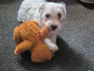 Mixed Breed dogs for sale - Advert 1