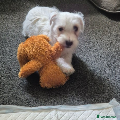 Mixed Breed dogs - Advert 5