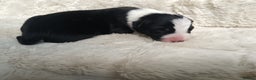 Border Collie dogs for sale: Border collie puppies B/W  - Advert 10