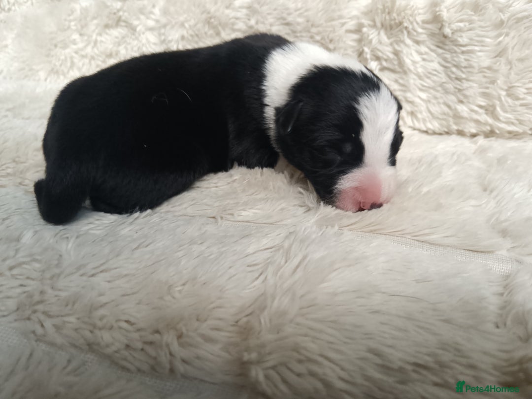 Border Collie dogs for sale: Border collie puppies B/W  - Advert 10
