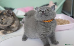 British Shorthair cats for sale: British Shorthair Kittens – GCCF Registered - Image 7