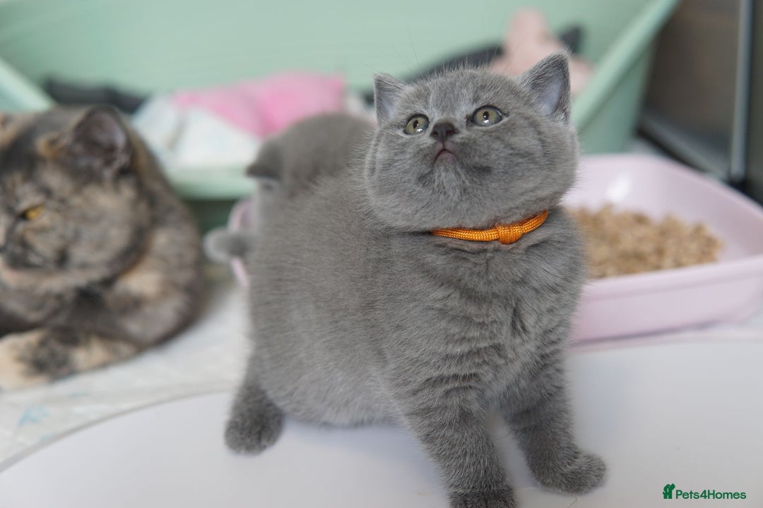British Shorthair cats for sale: British Shorthair Kittens – GCCF Registered - Image 7