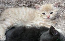 Bengal cats for sale: Bengal Mixed Litter - 2 Ginger & 1 Blue/Grey - Image 27