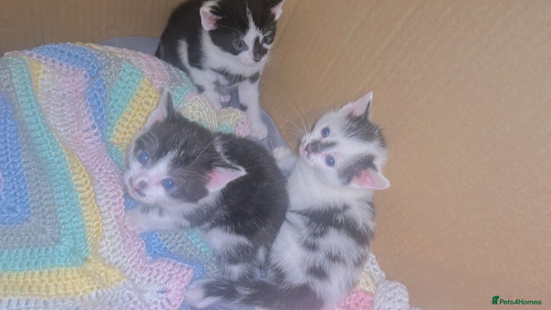 Mixed Breed cats for sale: 2 male kittens for sale - Image 3