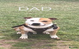 Mixed Breed dogs for sale: Lab x staff pups  - Image 6