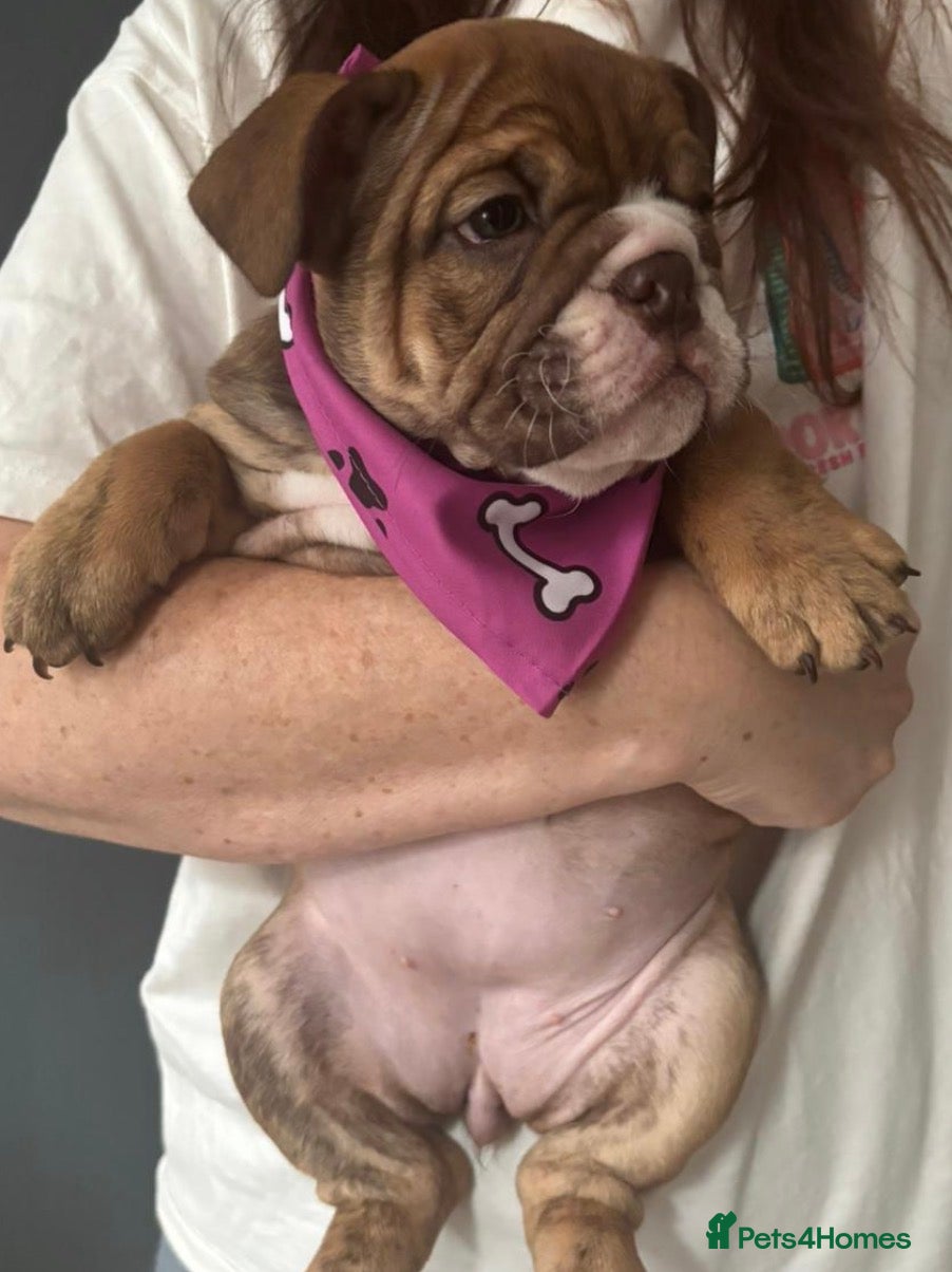 English Bulldog dogs REDUCED last pup looking for her forever home  - Advert 2