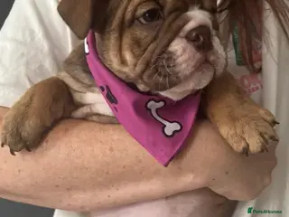 English Bulldog dogs REDUCED last pup looking for her forever home - Advert 2