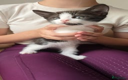 Mixed Breed cats for sale: Two cuties  - Image 3