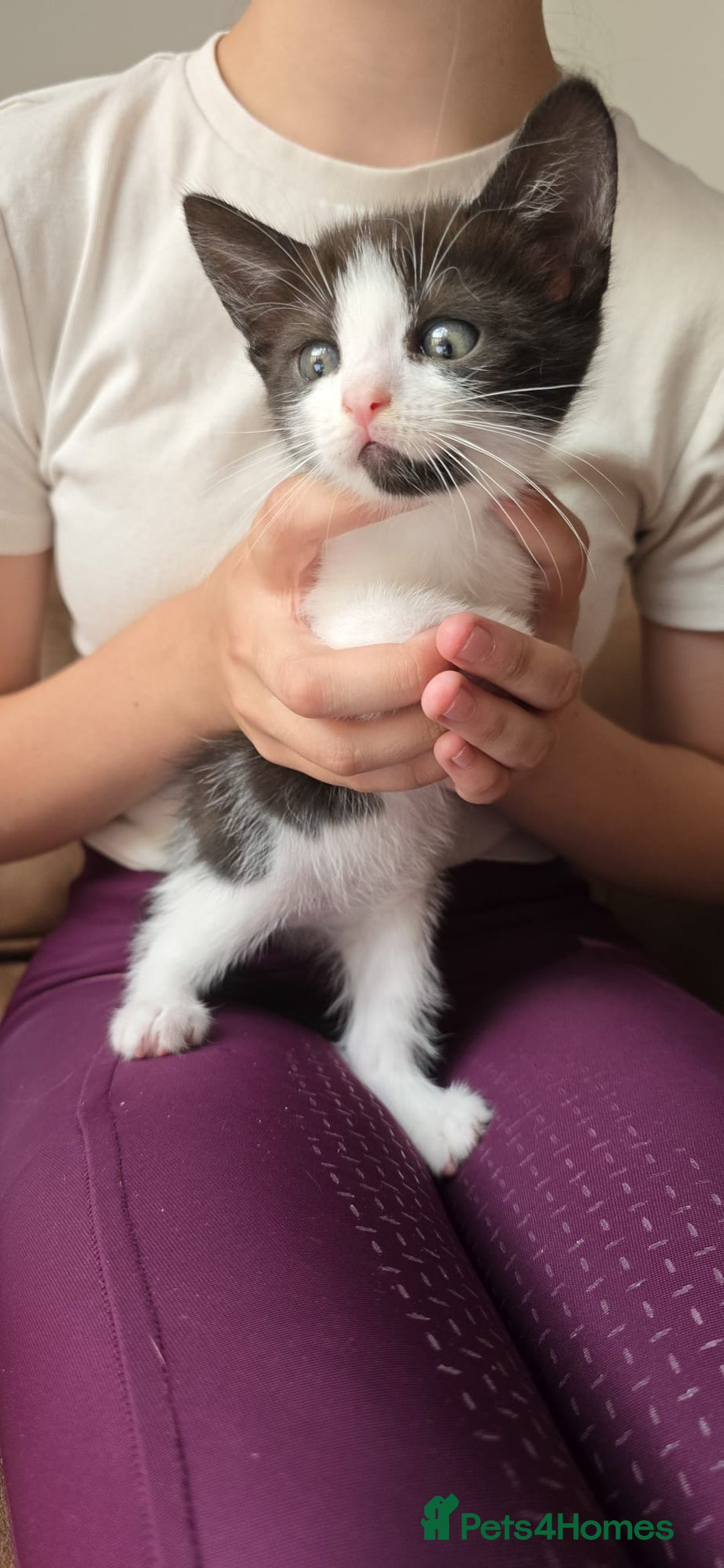 Mixed Breed cats for sale: Two cuties  - Image 3