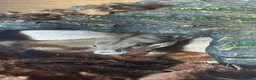 Boa Snake reptiles for sale: Boa constrictor  - Advert 1