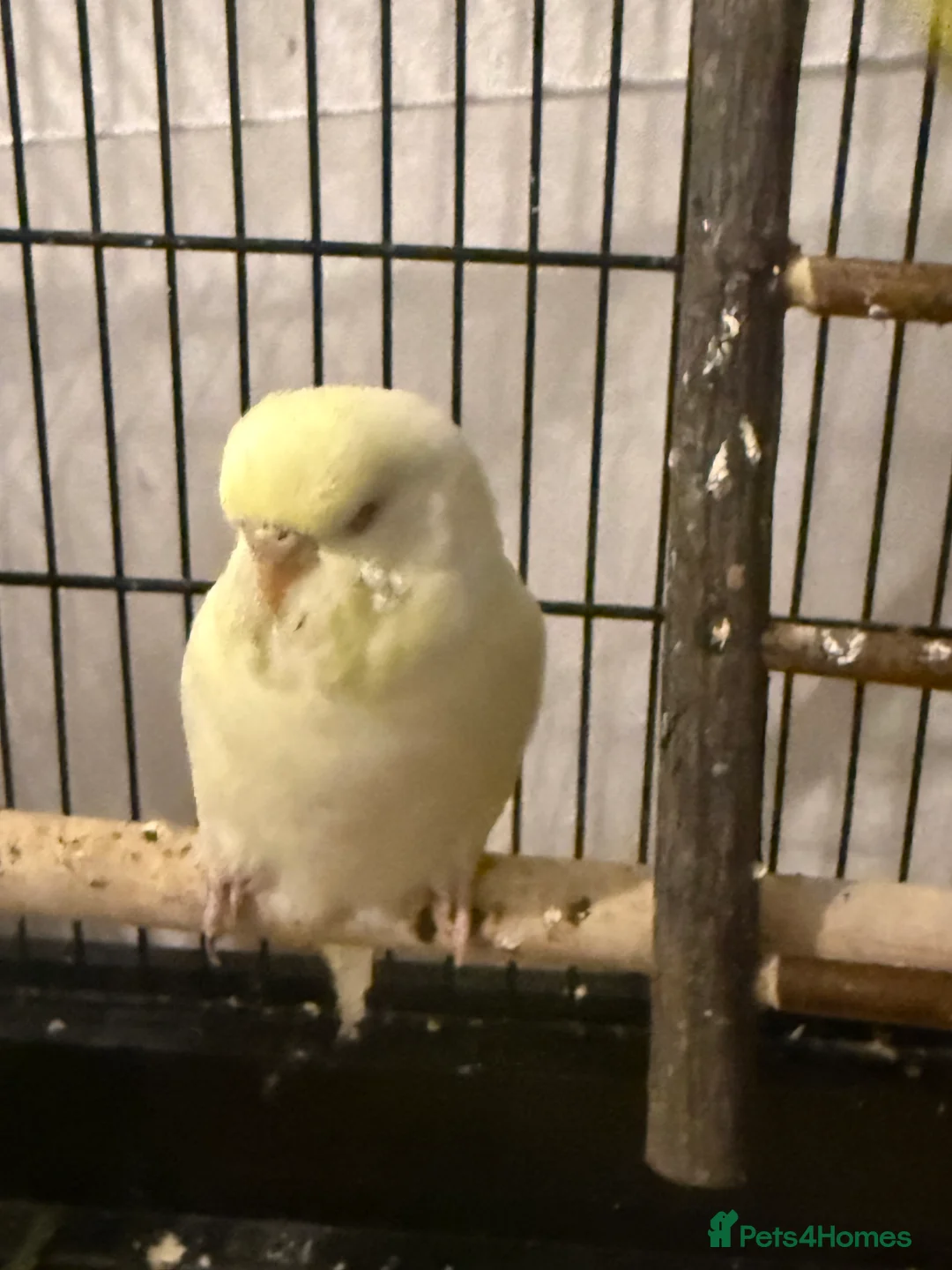 Budgerigars birds for sale: 🌈 Beautiful Budgies Looking for Loving Homes 🌈 - Advert 11