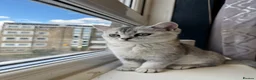 Scottish Fold cats for sale: Scottish Straight ears Kittens available  - Advert 35