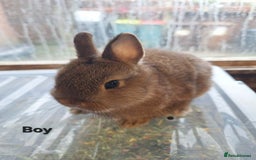 Netherland Dwarf rabbits for sale: Pure bred Baby Netherland Dwarfs for sale - Advert 2