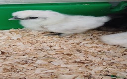 Chickens poultry for sale: Silkie chicks, showgirls and standard - Image 3