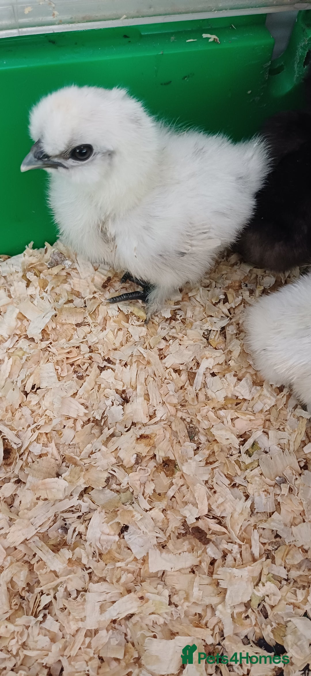 Chickens poultry for sale: Silkie chicks, showgirls and standard - Image 3