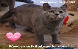 British Shorthair cats for sale: BSH Brother & sister READY NOW! GCCF reg.  in Lowestoft - Image 6