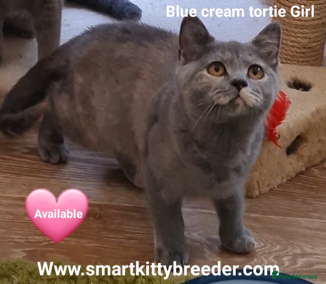 British Shorthair cats for sale: BSH Brother & sister READY NOW! GCCF reg.  in Lowestoft - Image 6