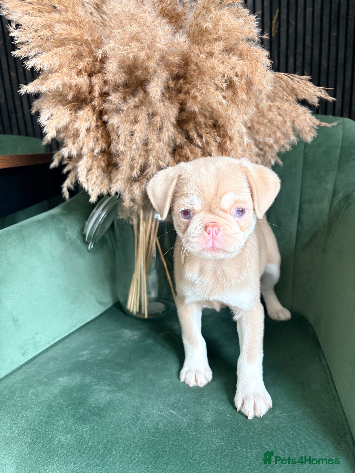 Pug dogs Two pink pug females 💖 - Advert 1
