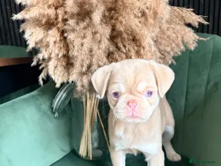 Pug dogs Two pink pug females 💖 - Advert 2