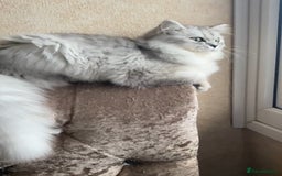 Mixed Breed cats for sale: 2 female kittens for sale  - Image 7