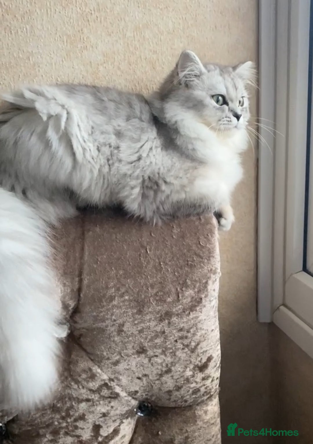 Mixed Breed cats for sale: 2 female kittens for sale  - Image 7