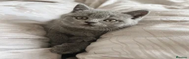 British Shorthair Kitten 5 (Orange Collar)