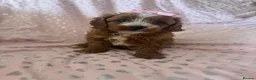 Cavapoo dogs for sale: 2 beautiful female cavapoos - Advert 18