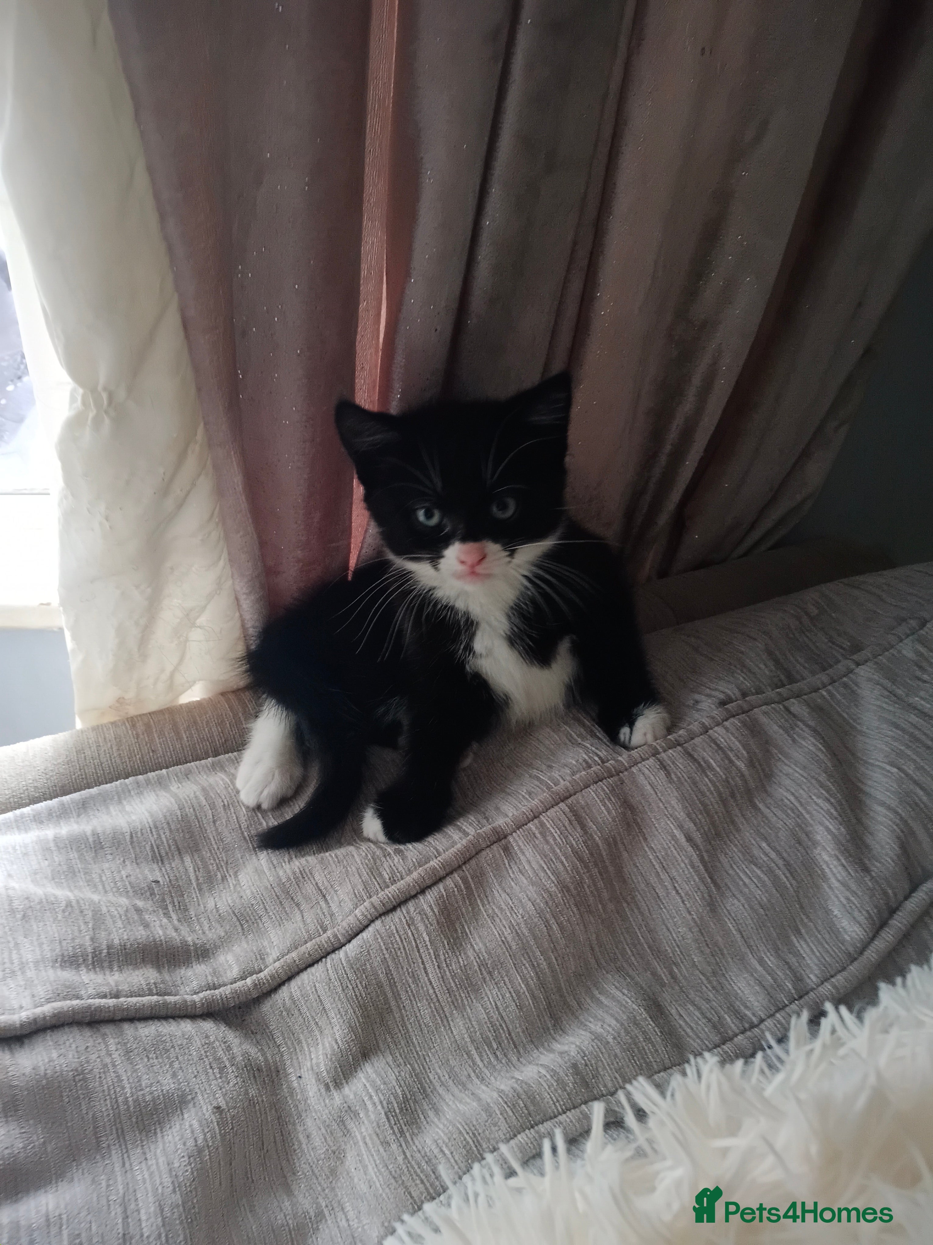 Burmese Kitten 1