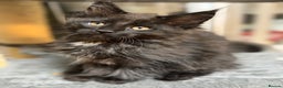 Maine Coon cats for sale: Adorable pure breed Maine coon Kittens’s for sale - Advert 37